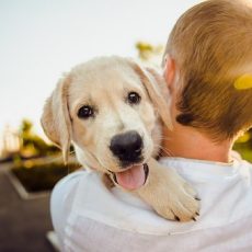Things To Keep In Mind In Taking Care Of Your Dog